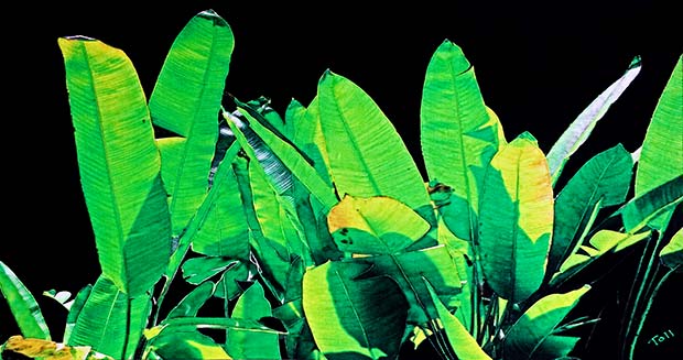 Batik Banana Leaves